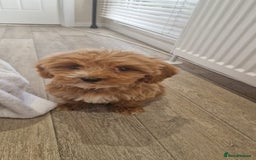 Cavapoo dogs for sale: Beautiful cavapoo fur babies  - Image 6