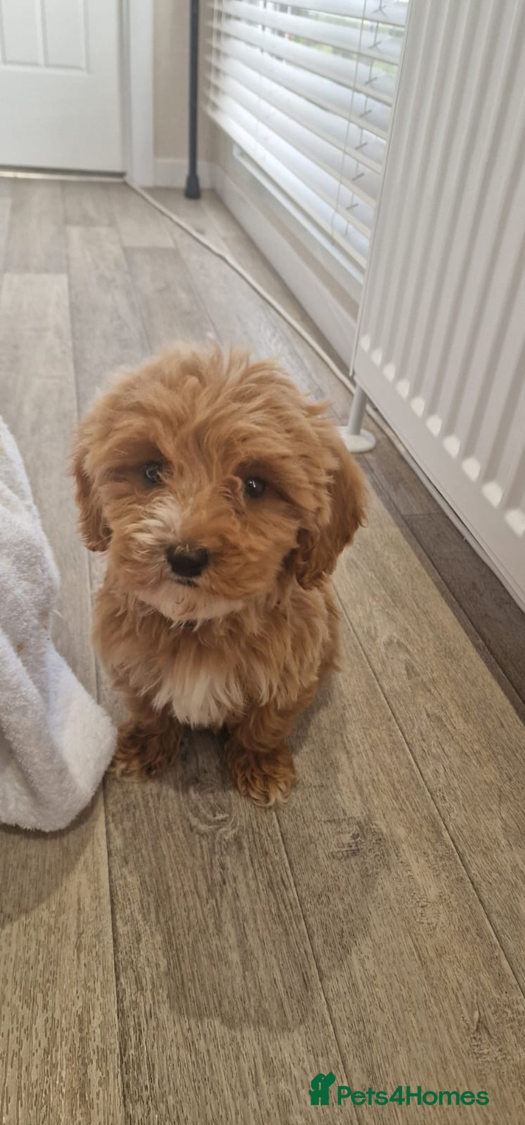 Cavapoo dogs for sale: Beautiful cavapoo fur babies  - Image 6