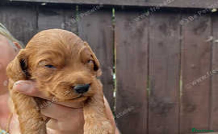 Cockapoo dogs - Advert 9