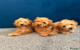 Cockapoo dogs for sale: Ready to go beautiful puppies  - Advert 5
