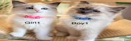 Ragdoll cats for sale: Stunning  European bloodline Ragdoll kittens  - Advert 5