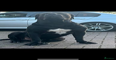 Boerboel dogs - Advert 4