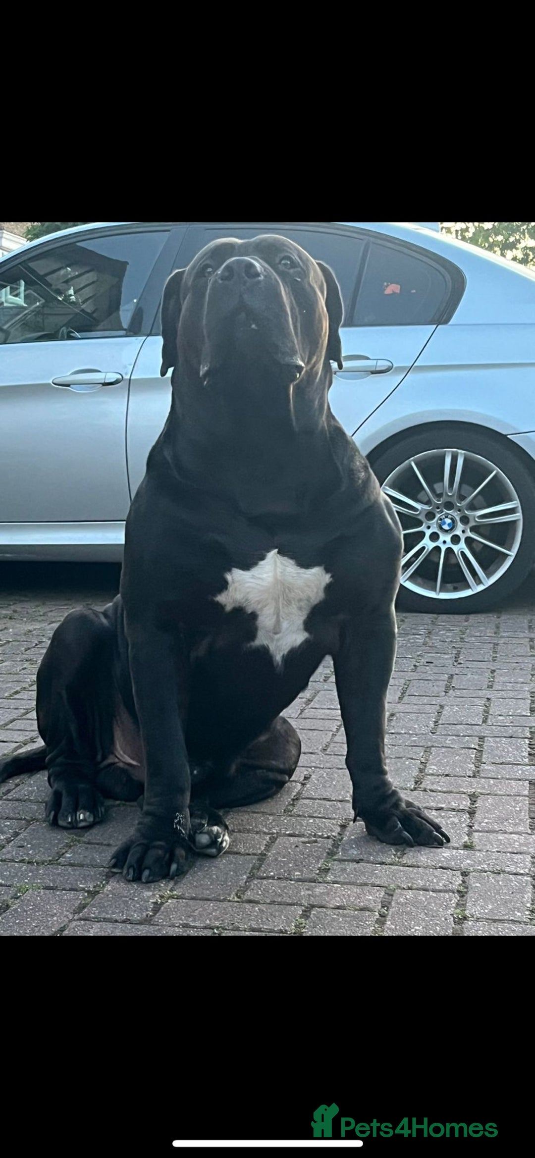 Boerboel dogs for stud: Pure Boerboel up for stud - Image 2