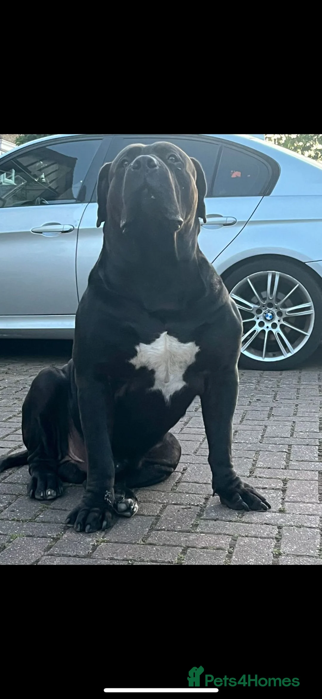 Boerboel dogs for stud: Pure Boerboel up for stud - Advert 2