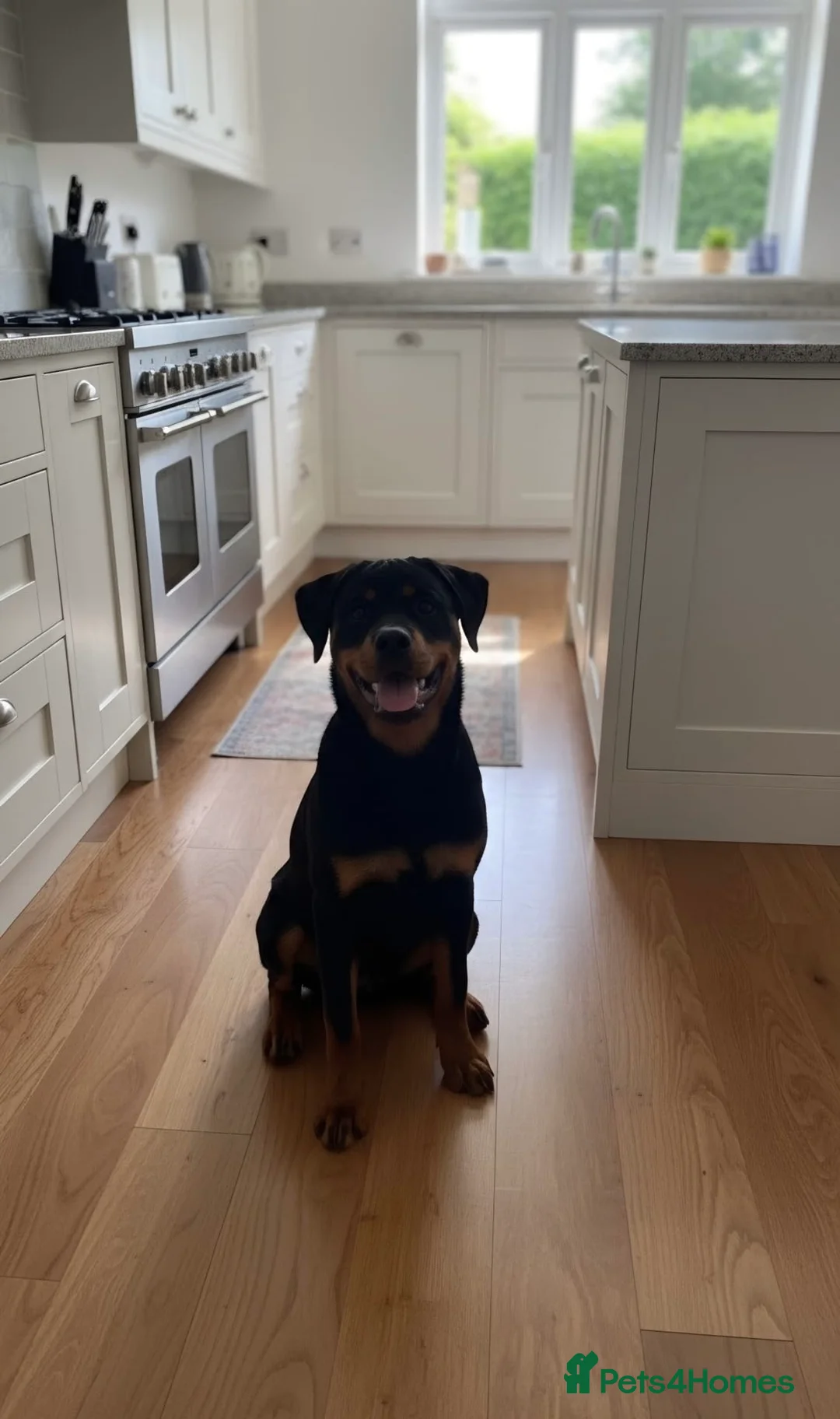 Rottweiler dogs for sale: Amazingly beautiful 1.5 years Rottie in Oldbury - Advert 2