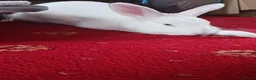 English Lop rabbits for sale: Rabbit - Advert 11