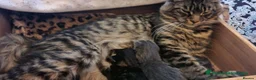 Mixed Breed cats for sale: Half DSH/Maine Coon X. Bonded Must stay together - Advert 24