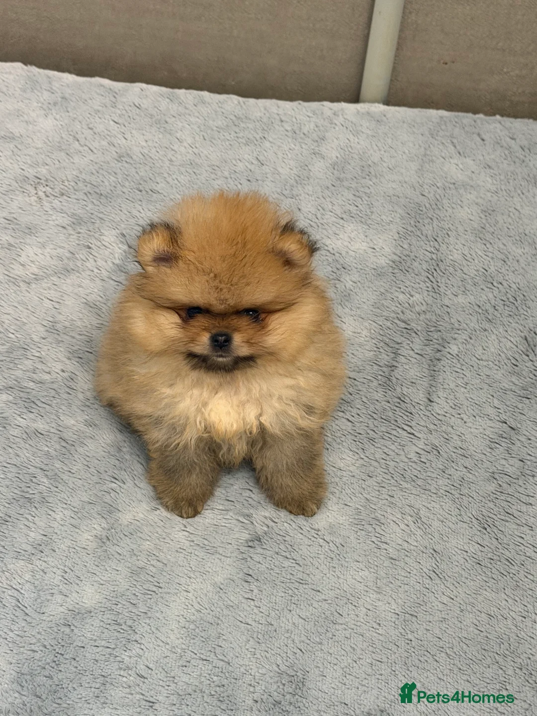 Pomeranian dogs for sale: Teddy bear faced boy 🐻  - Advert 3