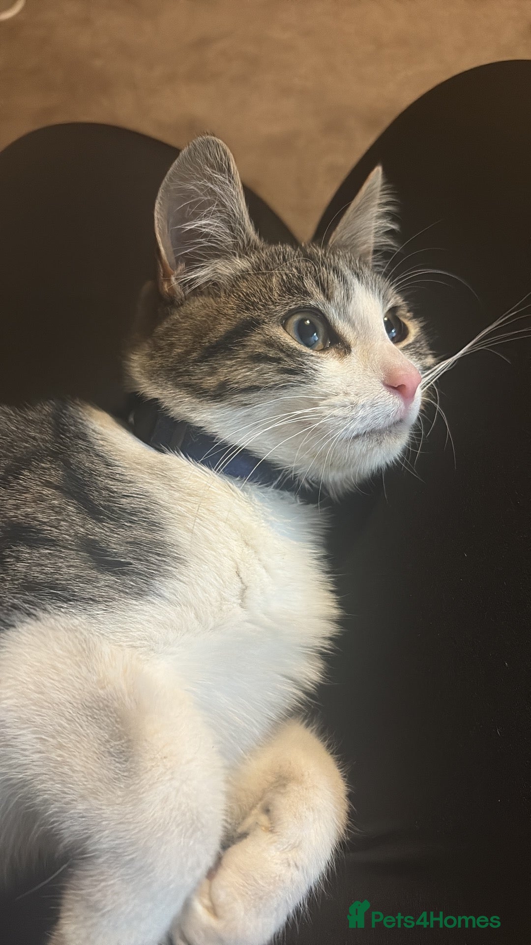 Mixed Breed cats 5 month old cat  - Advert 1
