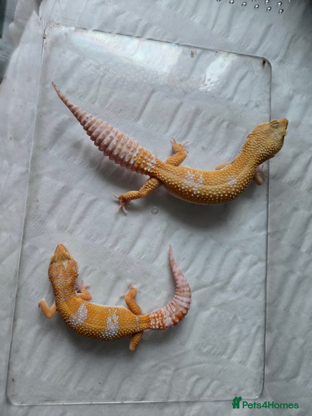 Leopard Gecko reptiles for sale: Tug snow female for sale - Advert 14