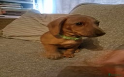 Dachshund dogs for sale: Adorable Dachshund Puppies for Sale - Image 11