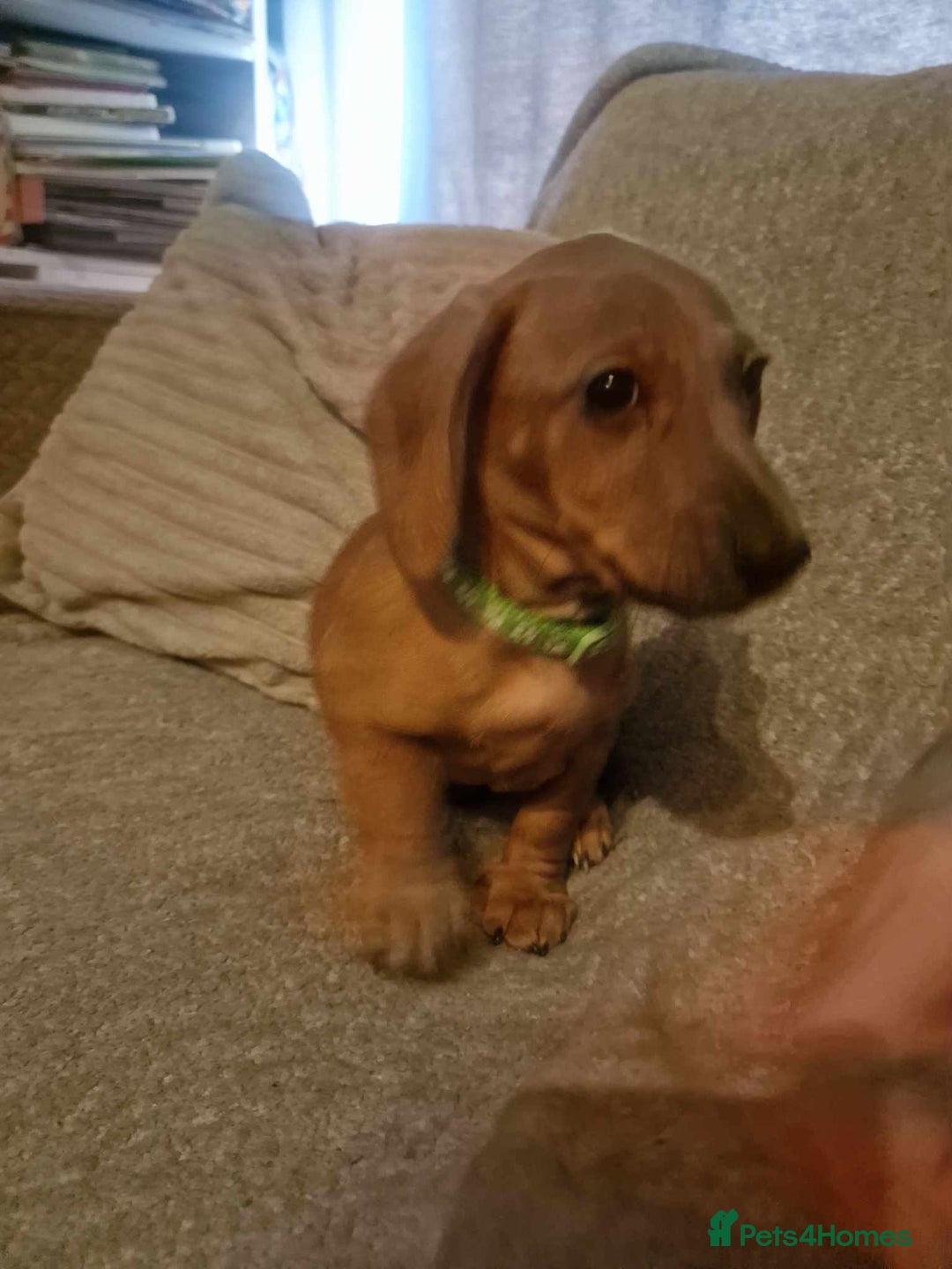 Dachshund dogs for sale: Adorable Dachshund Puppies for Sale - Image 11