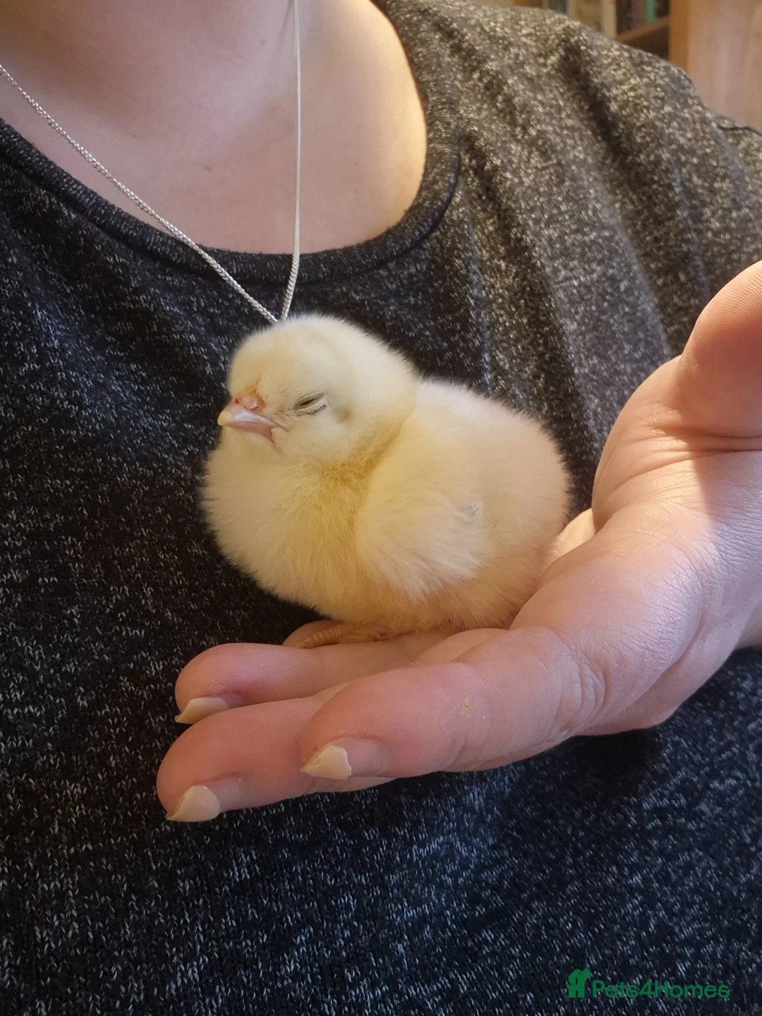 Chickens poultry for sale: Salmon faverolle chicks & pullets - Advert 2