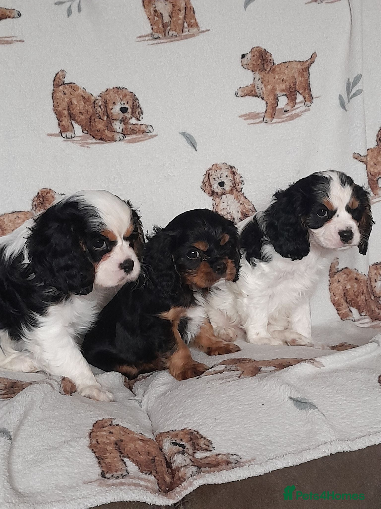 King Charles Spaniel dogs Beautiful king charles cavalier puppy's for sale  - Advert 2