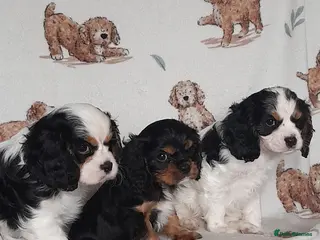 King Charles Spaniel dogs Beautiful king charles cavalier puppy's for sale - Advert 1