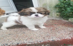 Mixed Breed dogs for sale: Papillon cross pretty puppies - Image 3