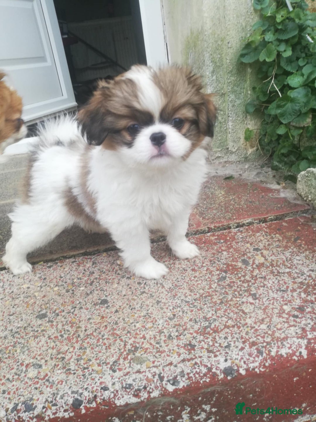 Mixed Breed dogs for sale: Papillon cross pretty puppies - Image 3