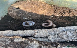 Millipedes invertebrates for sale: 2 Giant Olive Millipedes  - Image 1