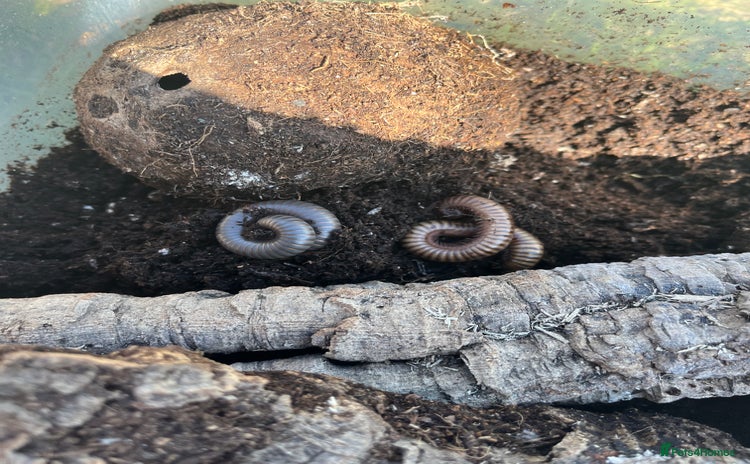 Millipedes invertebrates - Advert 1