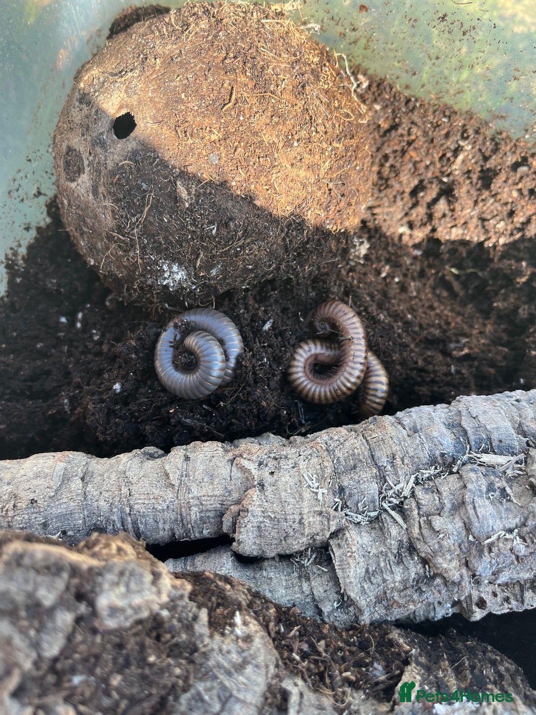Millipedes invertebrates for sale: 2 Giant Olive Millipedes  - Image 1