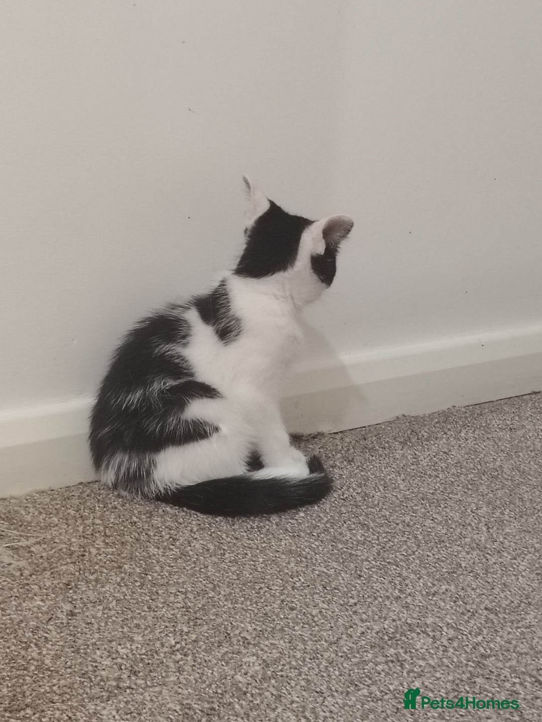 Mixed Breed cats for sale: Adorable Kittens  - Image 6
