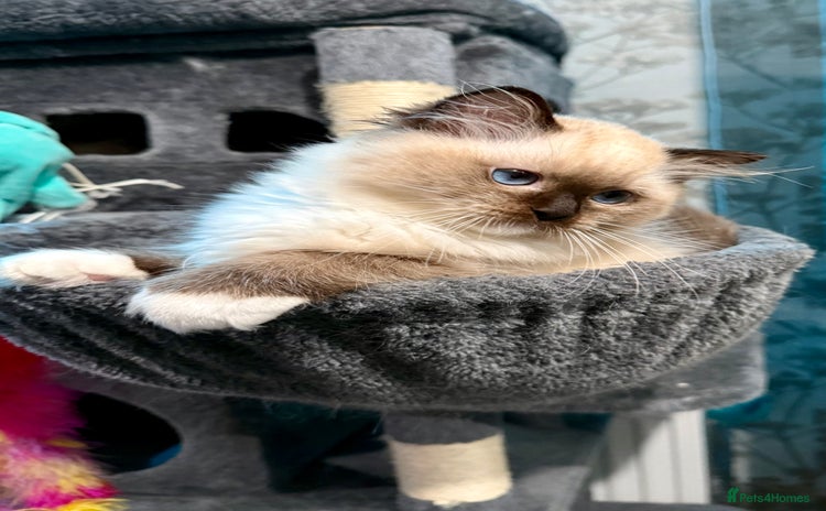 Ragdoll cats WORLD BEATIFUL RAGDOLL KITTEN/FIFe - Advert 1