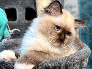 Ragdoll cats WORLD BEATIFUL RAGDOLL KITTEN/FIFe - Advert 10