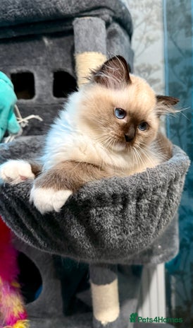 Ragdoll cats WORLD BEATIFUL RAGDOLL KITTEN/FIFe - Advert 2