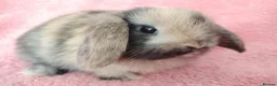 Mini Lop rabbits for sale: Baby mini lops for sale  - Advert 7