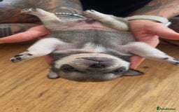 Pug dogs for sale: 7 Pug puppies  - Image 6