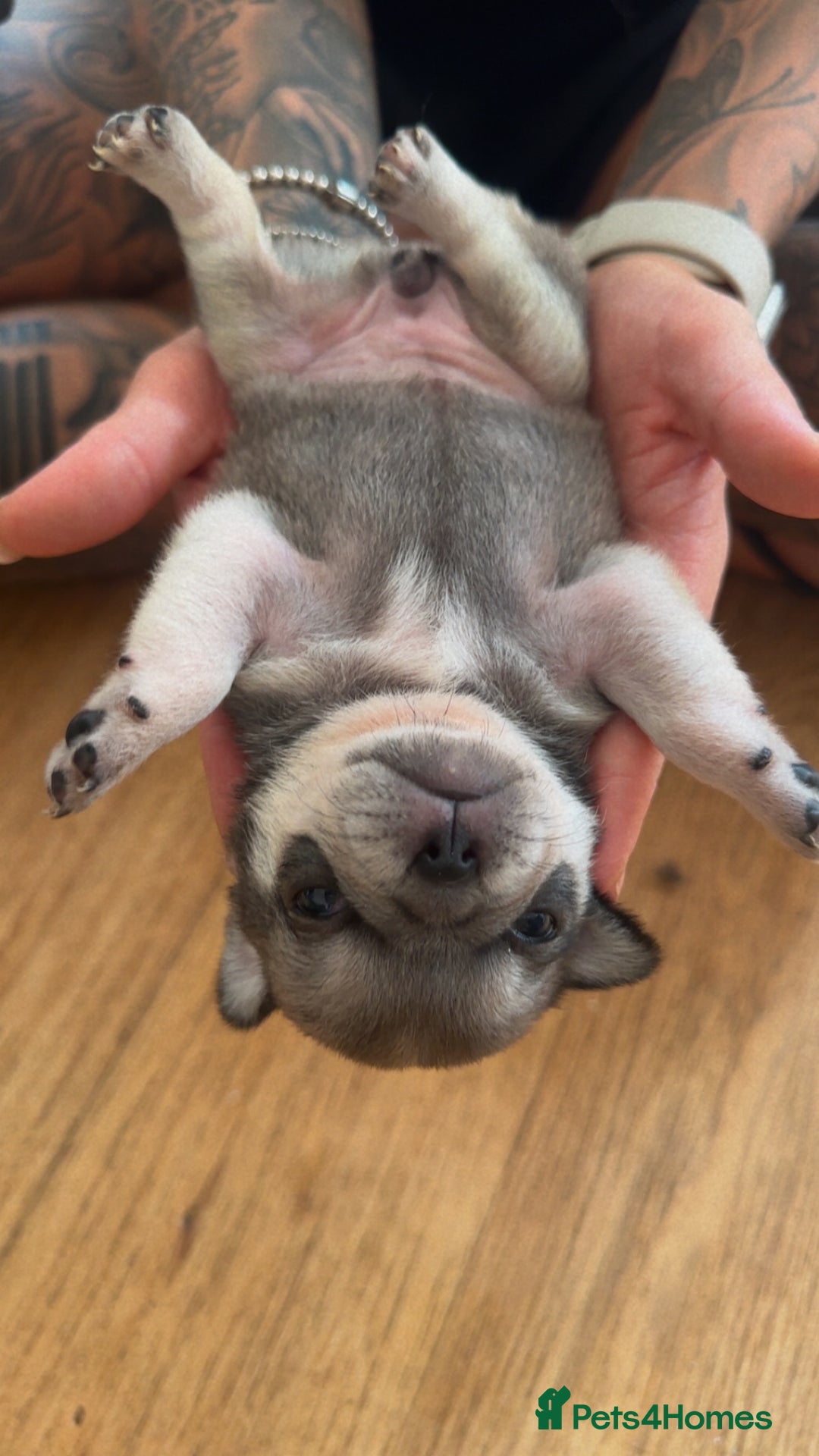 Pug dogs for sale: 7 Pug puppies  - Image 6