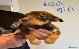 Australian Kelpie dogs for sale: Australian Kelpie puppies  - Image 7