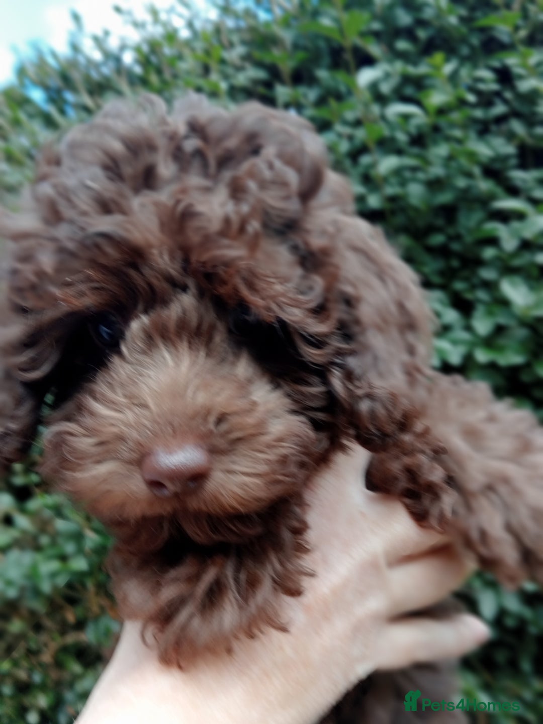 Toy Poodle dogs for sale:  🐩 Tiny Chocolate Toy Poodle – Ready in 2 Weeks! - Image 2