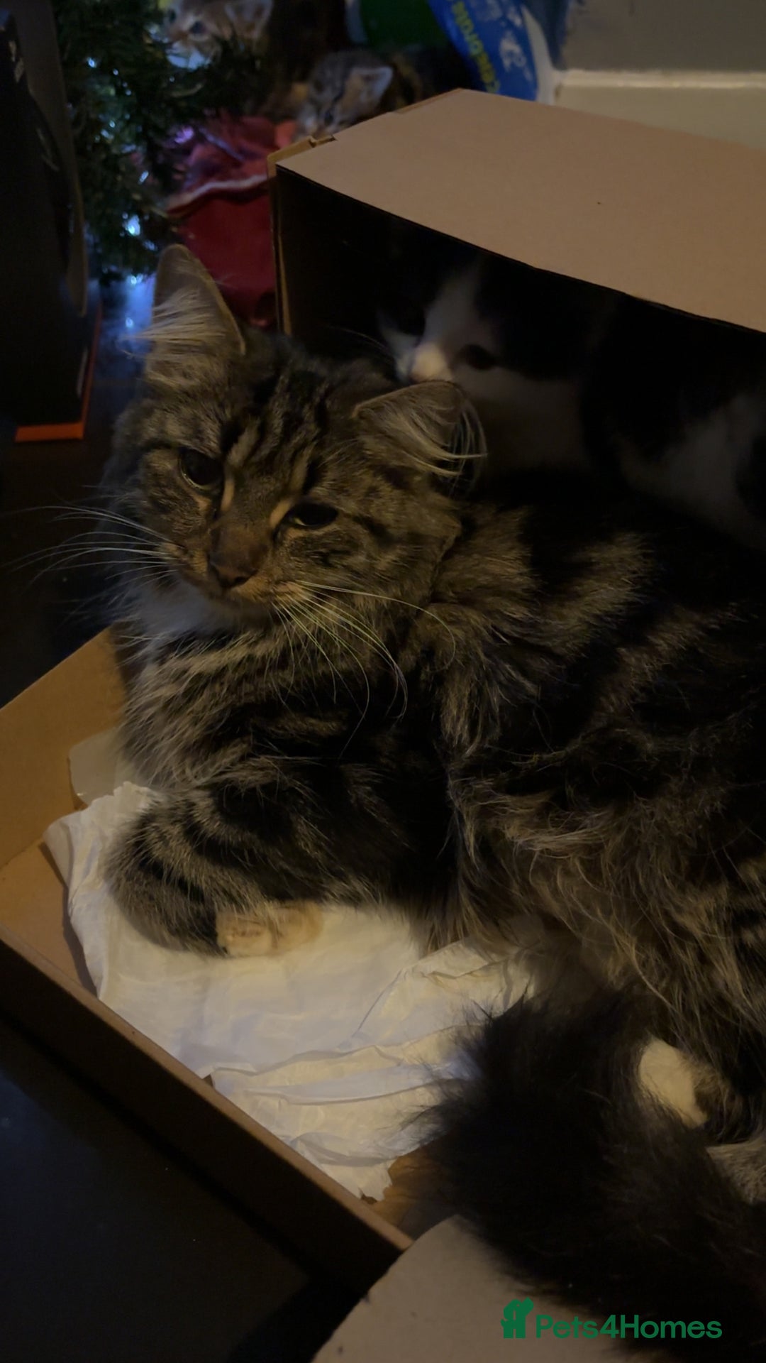 Mixed Breed cats for sale: paige - Advert 1