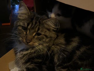 Mixed Breed cats paige - Advert 1