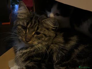 Mixed Breed cats paige - Advert 13