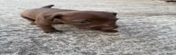 Patterdale Terrier dogs for sale: Patterdale Puppies - Advert 17