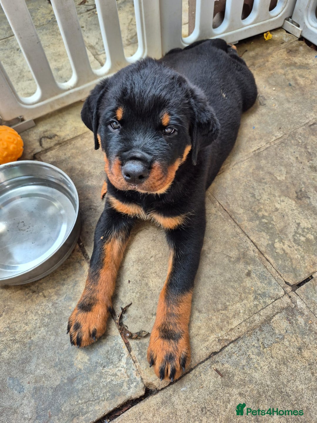 Rottweiler dogs for sale: Rottweiler Puppies in Great Yarmouth - Image 5