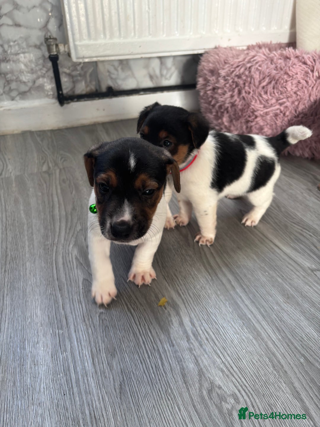 Jack Russell dogs for sale: 5 traditional Jack Russell puppys  - Advert 9