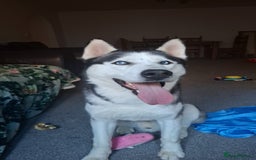 Siberian Husky dogs for sale: Kind bubbly Husky  - Image 3