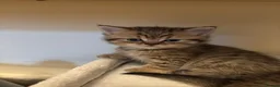 British Shorthair cats for sale: Pedigree British Shorthair  - Advert 11