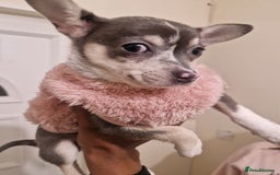 Chihuahua dogs for sale: Looking for a Loving Home for My Two babies - Image 3