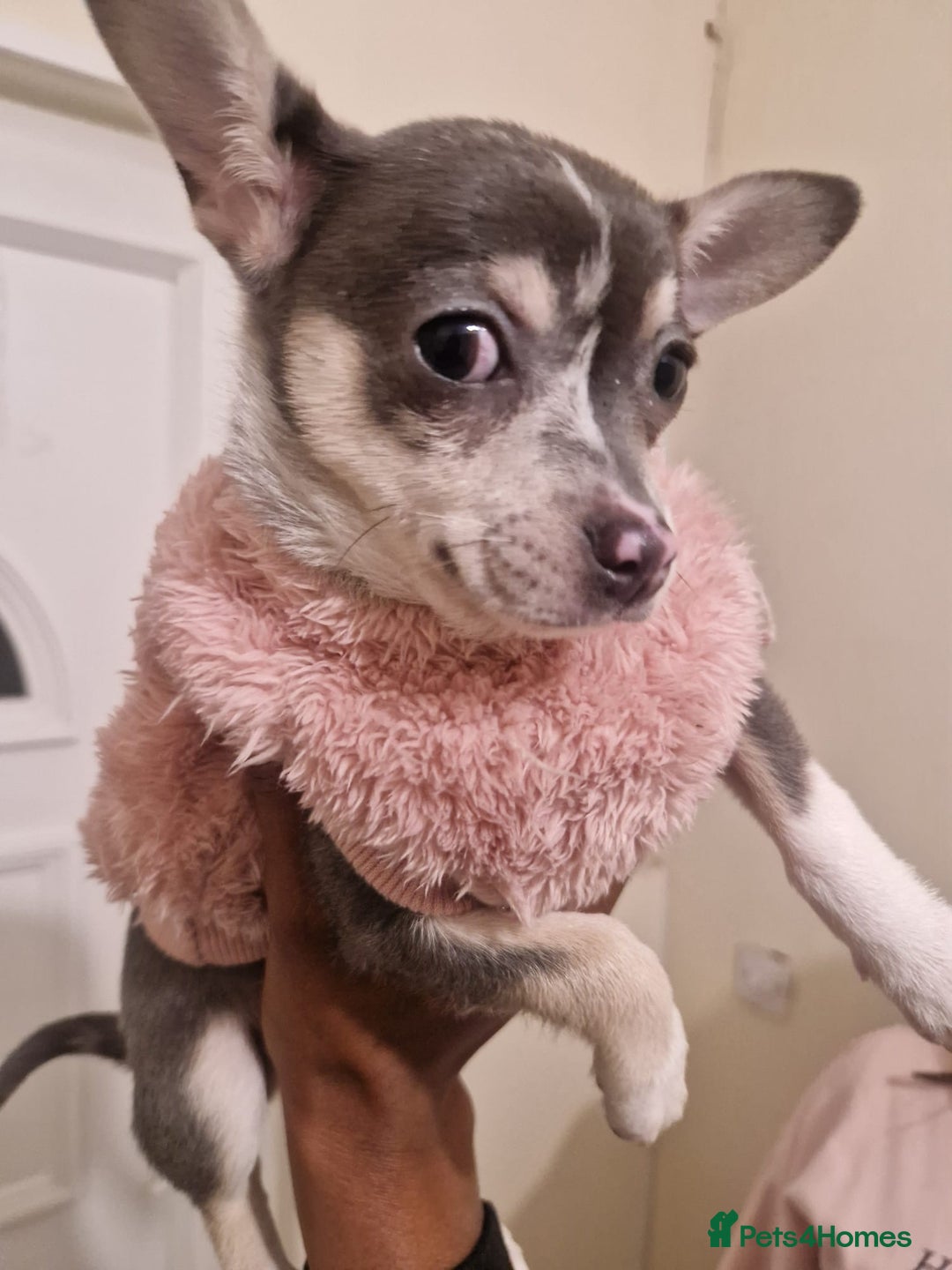 Chihuahua dogs for sale: Looking for a Loving Home for My Two babies - Image 3
