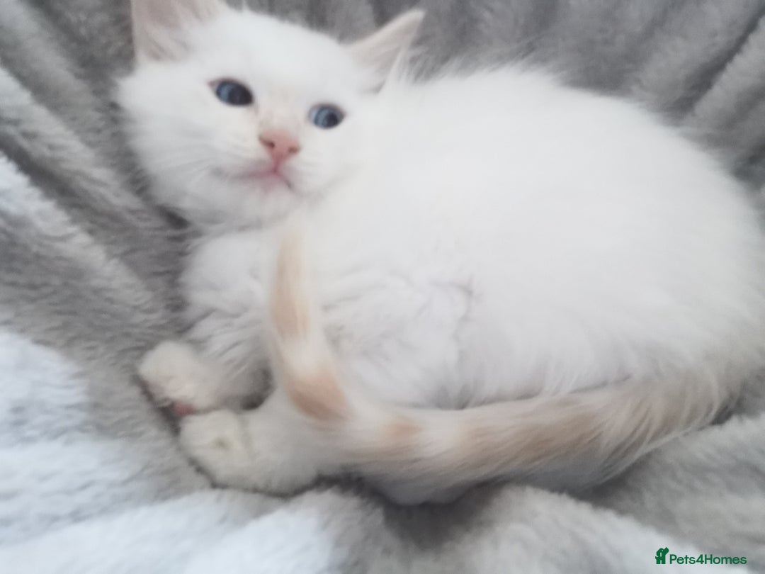 Ragdoll cats for sale: Pure breed health tested ragdoll kittens  - Image 23