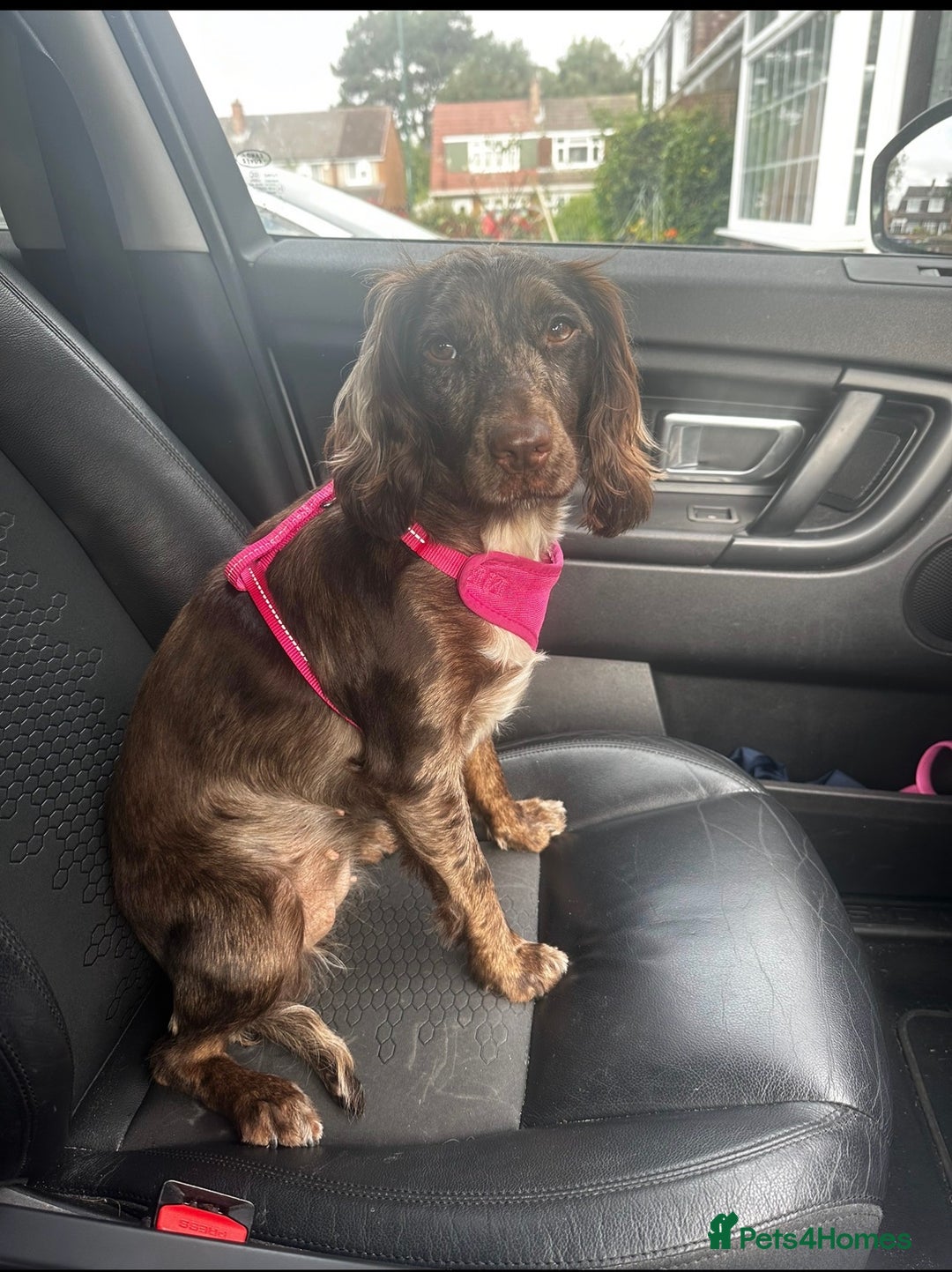 Cocker Spaniel dogs for sale: Female merle cocker spaniel  - Advert 11