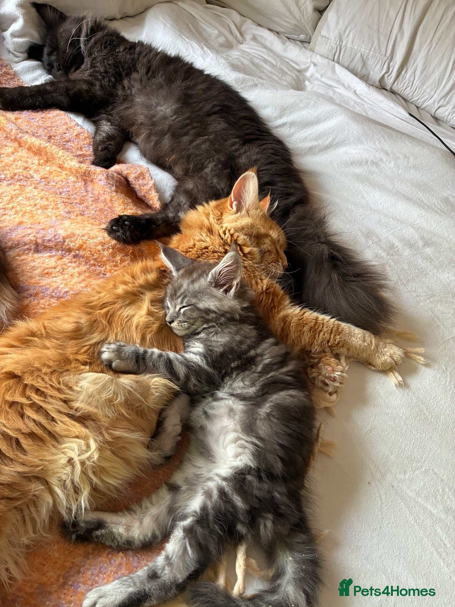 Maine Coon cats Maine coon kittens  - Advert 9