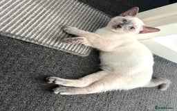 Ragdoll cats for sale: Adorable kitten for sale  - Image 7