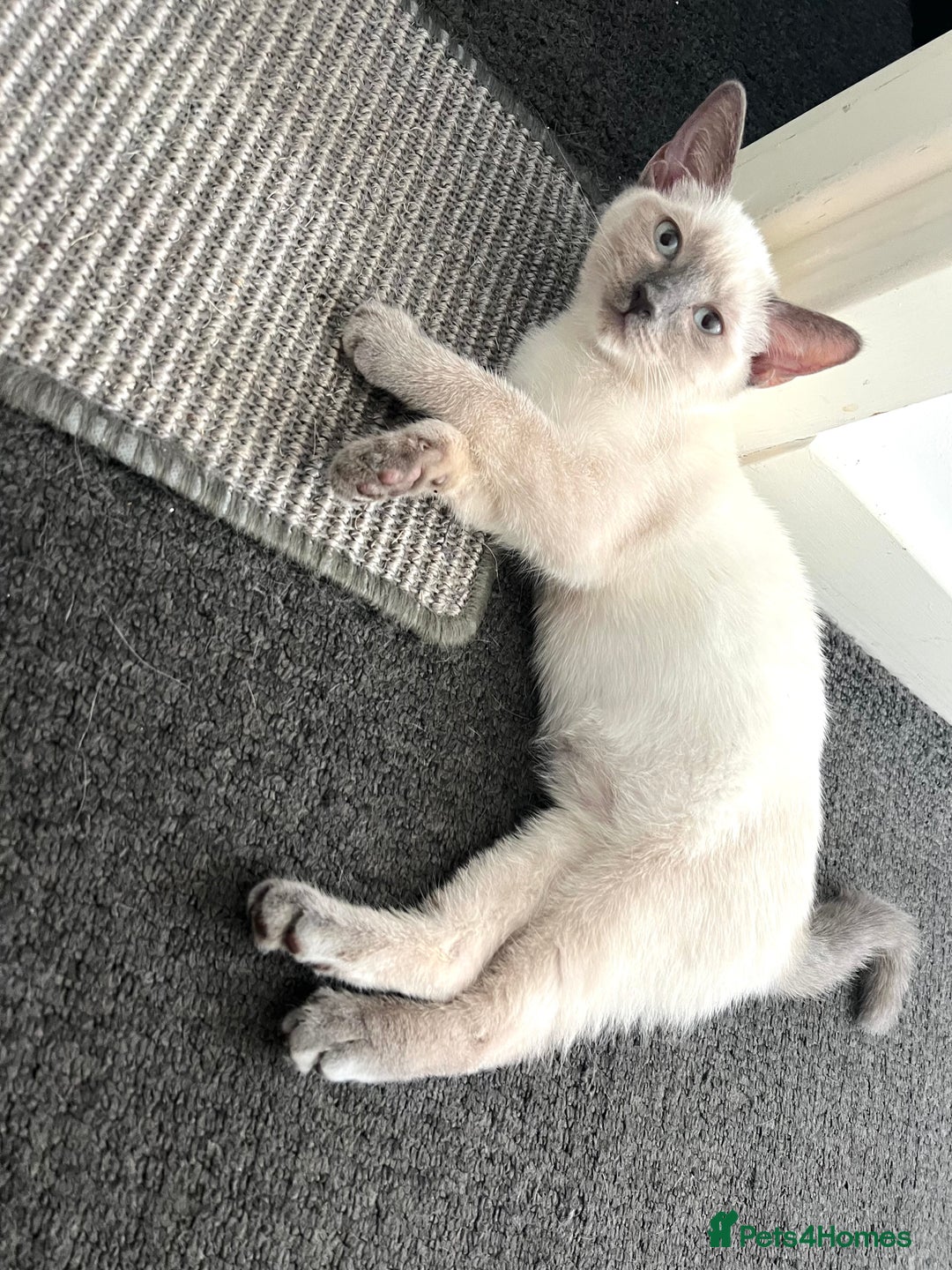 Ragdoll cats for sale: Adorable kitten for sale  - Image 7