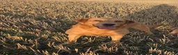Goldador dogs for sale: Goldador puppies  - Advert 22