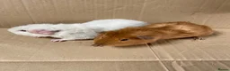 Guinea Pig rodents for sale: Male Guinea Pigs For Sale - Advert 2